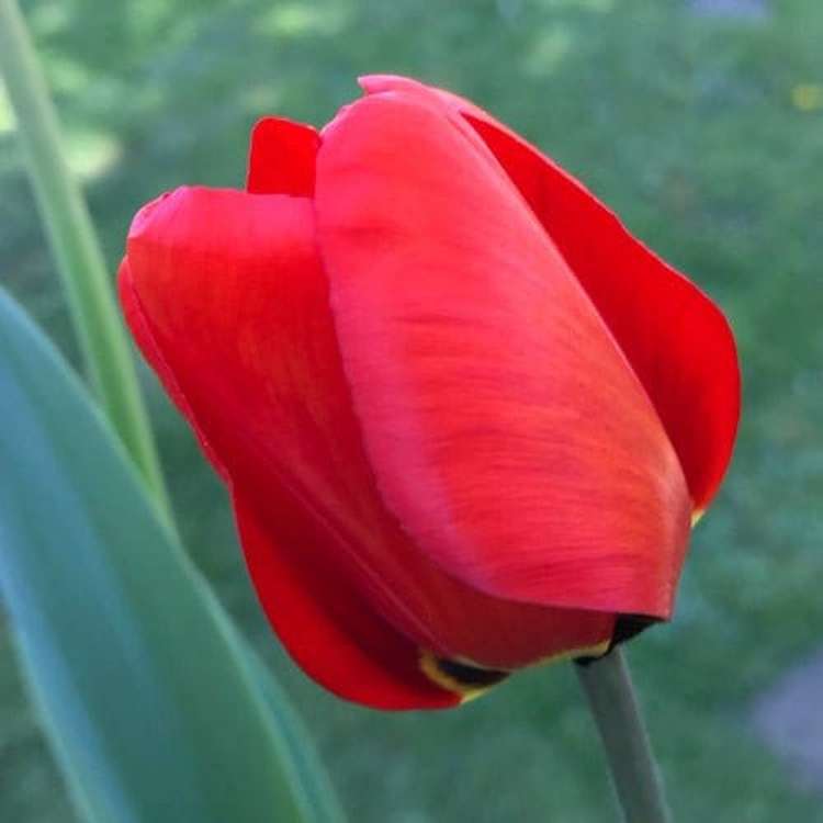 Tulpe 'Apeldoorn'